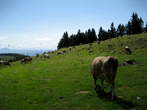 Menina planina - Menina planina Menina planina - Menina planina