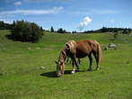 Korosko - savinjska Region - Menina Planina - Menina planina (The Menina Plateau) Korosko - savinjska Region - Menina Planina - Menina planina (The Menina Plateau)