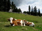 Menina planina - Kapela blizu koče na Menini planini Menina planina - Kapela blizu koče na Menini planini