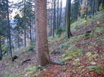 Urslja Gora Mountain (Plesivec) - Footpath in wood from Postarski dom pod Plesivcem Mountain Hut to Urslja gora Hill 