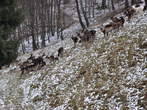Olimje - Deers on Jelenov greben 