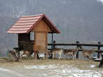 Olimje - Deers feeding  