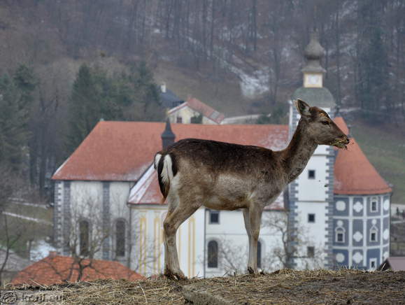 Olimje - Jelenov greben (Deer Crest)