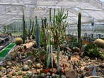 Pavilion of Cacti