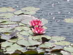 Ribniska koca Mountain Hut, summit, lake - Lotuses with flowers Ribniska koca Mountain Hut, summit, lake - Lotuses with flowers