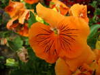 Flowers - Pansy 