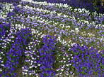 Flowers - Pansies 