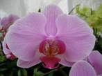 Flowers - Orchid 