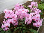 Flowers - Orchids in Arboretum Volcji Potok 
