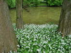 Flowers - Flowers near Lake of White Magnolia 
