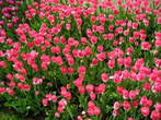Flowers - Tulips in Arboretum Volcji Potok 