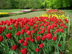 Flowers - Tulips 