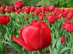 Flowers - Tulips in Arboretum Volcji Potok 
