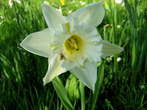 Flowers - Flowers 