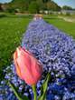 Flowers - Tulips in Arboretum 