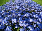Flowers - Flowers 