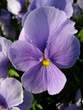 Flowers - Pansy 