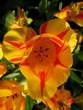 Flowers - Flowers 