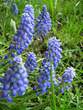 Flowers - Flowers 
