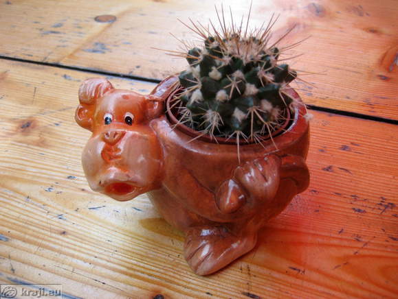 Simpatični lončki za kaktus na mizah gostinskega lokala