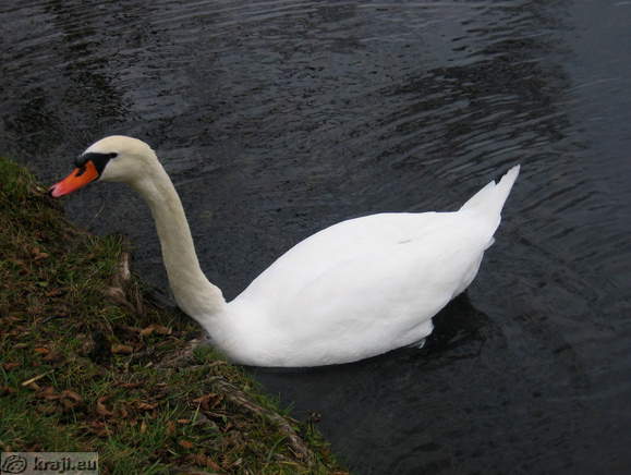 Labod na Blejskem jezeru