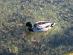 Velika Zaka - Duck on Bled Lake 