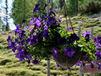 Blejska koca na Lipanci Mountain Hut - Flowers 
