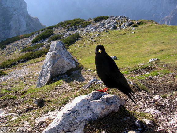 Alpine chough