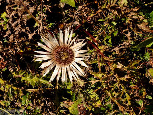 Walking Trail: Blejska koca na Lipanci Mountain Hut - Debela pec