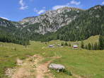 Pokljuka - Konjscica Alpine meadow - Planina Konjščica