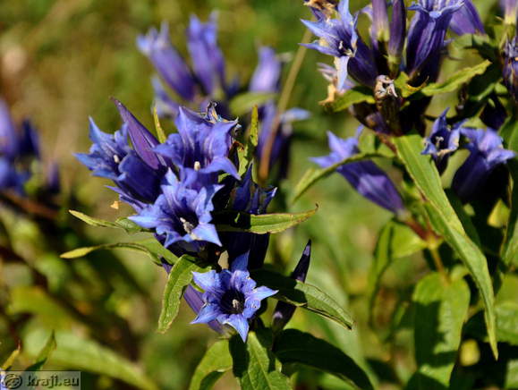 Höhenweg: Rudno polje-Uskovnica