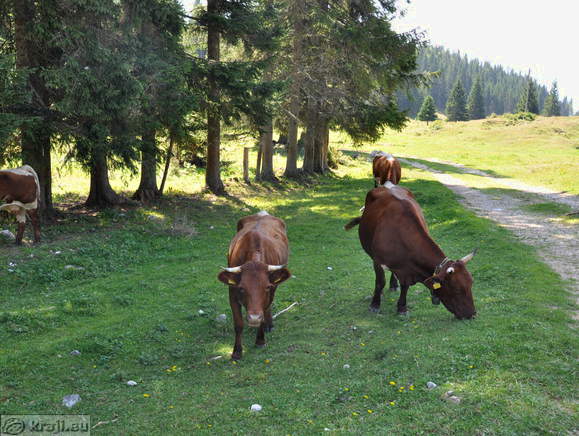 Höhenweg: Rudno polje-Uskovnica