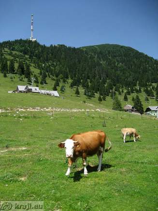 Krave na paši in stolp na Krvavcu v ozadju