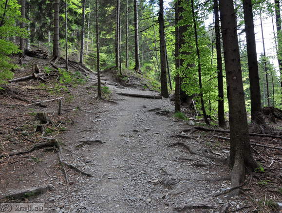 Pot po gozdu proti Blegošu