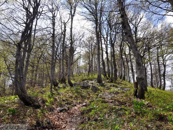 Razredčen gozd proti vrhu