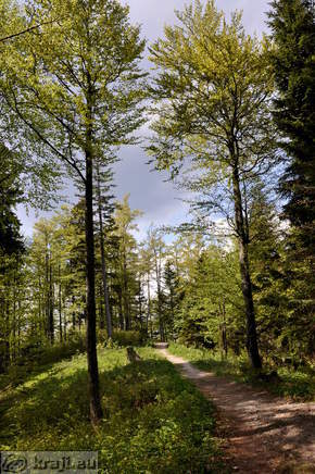 Pot na izhodišče proti Črnemu kalu