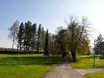 Grajski park - Promenada ob drevoredu 