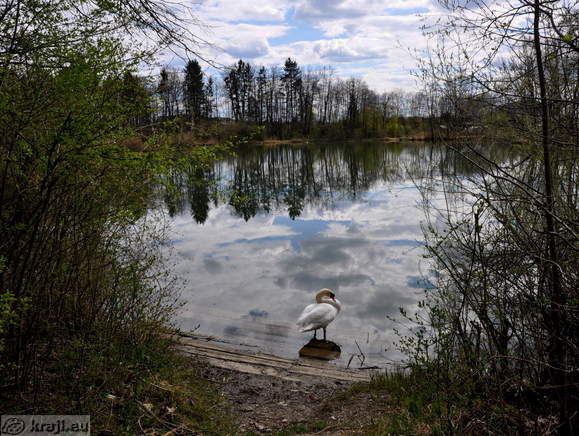 Swan at lake