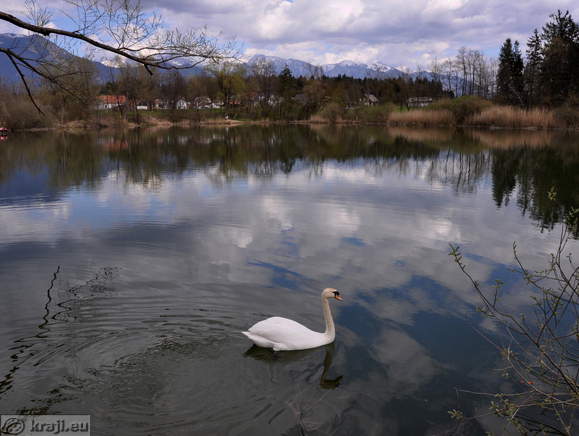 Swan on Bobovek Lakes