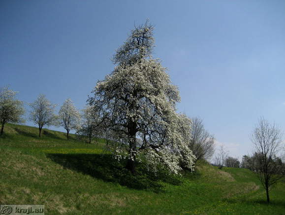 Travnik na poti