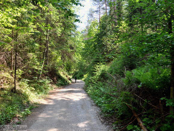 Kolesar v Udin borštu