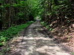 Udin borst - Forest road 