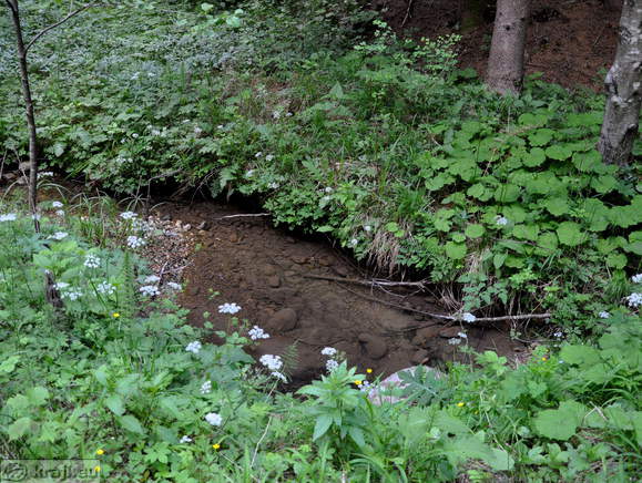 Eden od potokov v Udin borštu