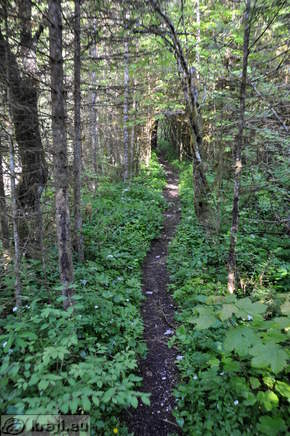 Pot po gozdu ob Triglavski Bistrici