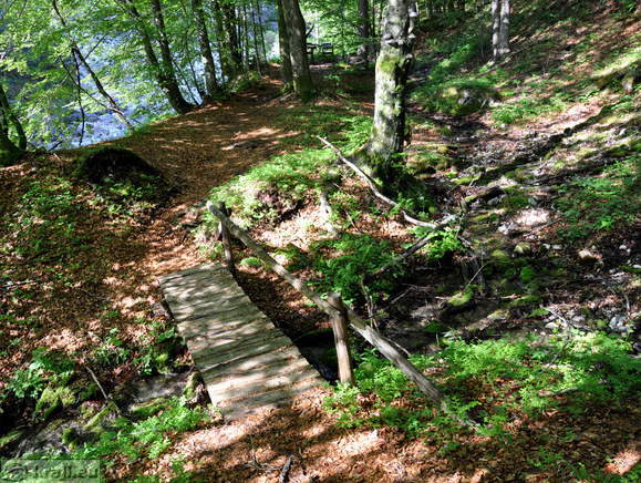 Brv na poti čez gozd