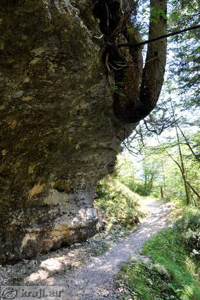 Zavito drevo na začetku galerij