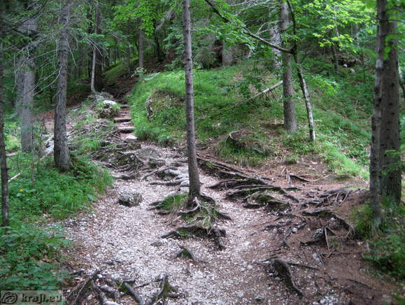 Short walk in the forest