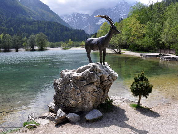 Kip kozoroga pri jezeru Jasna