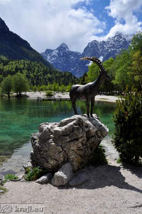 Kip kozoroga v okolici Kranjske Gore