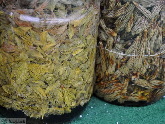 Krnica - Koca v Krnici